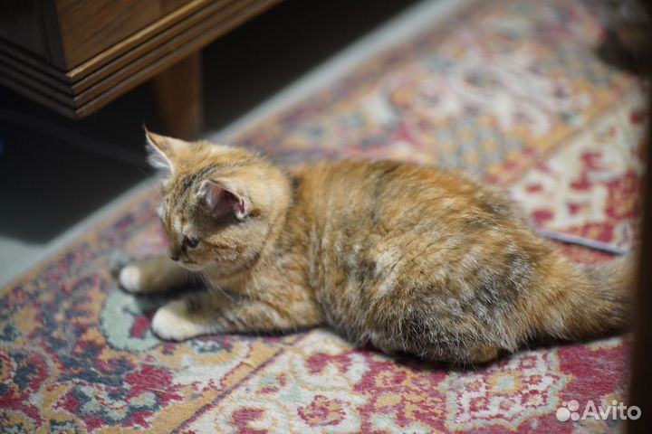 Кошечки метисы (отец Британский)