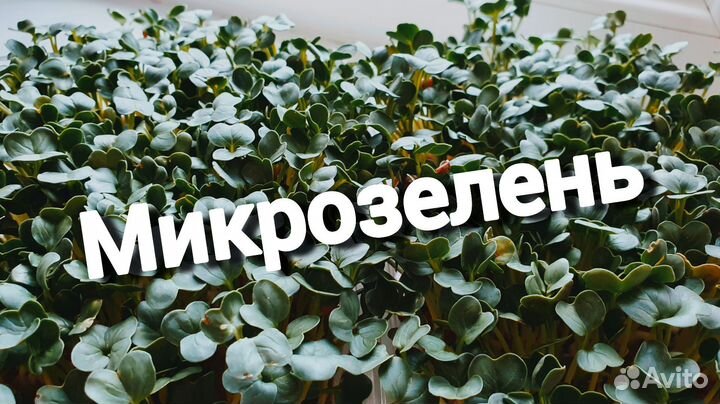 Микрозелень