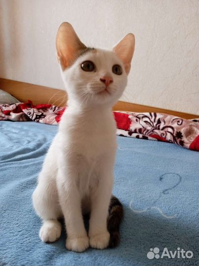 Кошка в дар бесплатно