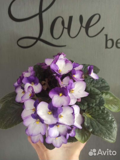 Сортовые фиалки