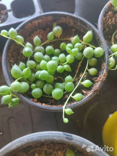 Крестовник роули