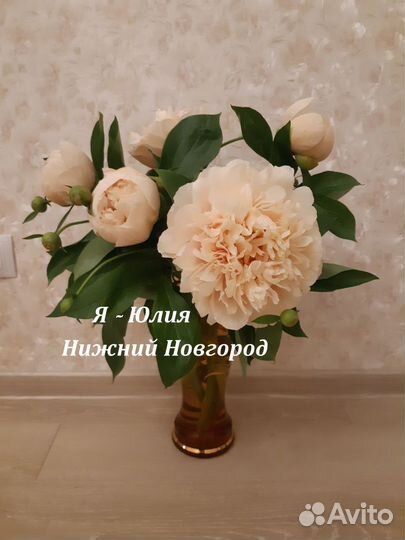 Пион Heather на осень 2023