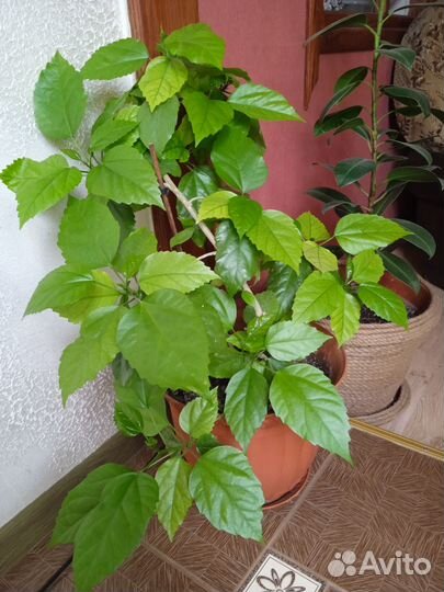 Китайская роза махровая комнатная