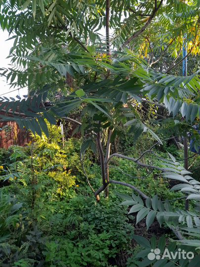 Саженцы сумах оленерогий