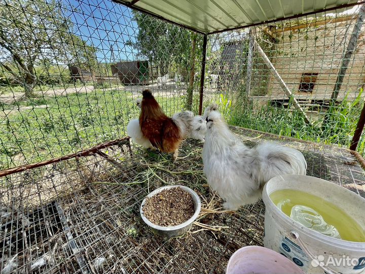 Китайская шелковая