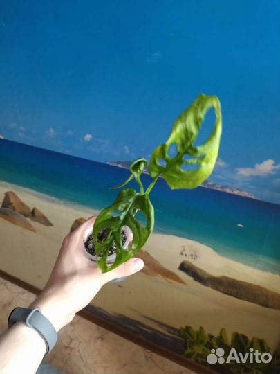 Монстера аденсони Monstera Adensonii