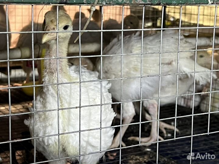 Индюшата cross Биг-6, бройлеры, утята, гусята