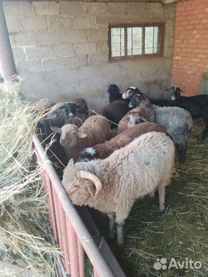 Овцы бараны ягнята