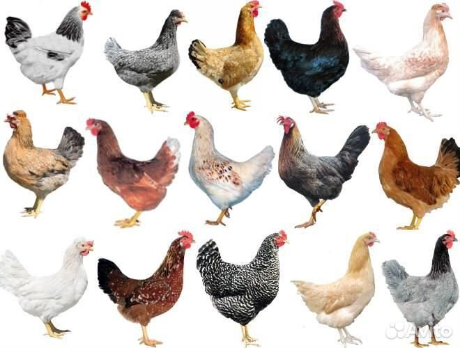 Куры-несушки-бройлер-утки-гуси