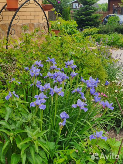 Ирис эхинацеи рудбекии