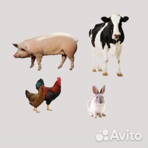 Забой Крс, Овец, Баранов, Коз