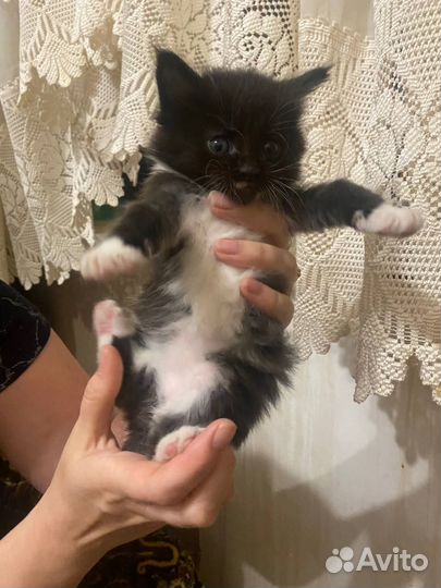 Котята мейн-кун