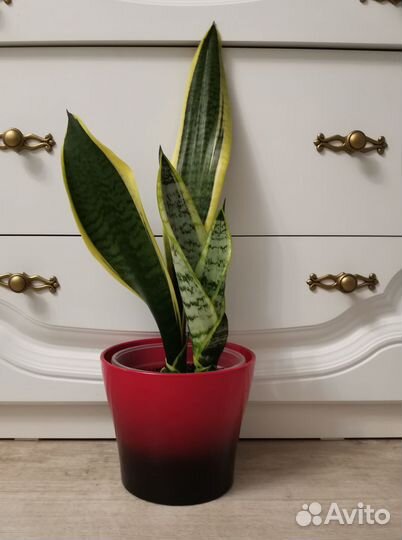 Сансевиерия Лауренти