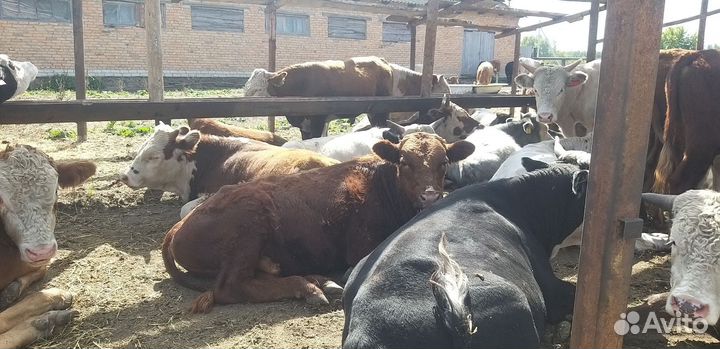 Бычки и быки