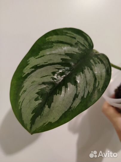 Сциндапсус Борнео