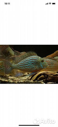 Аквариумные рыбки