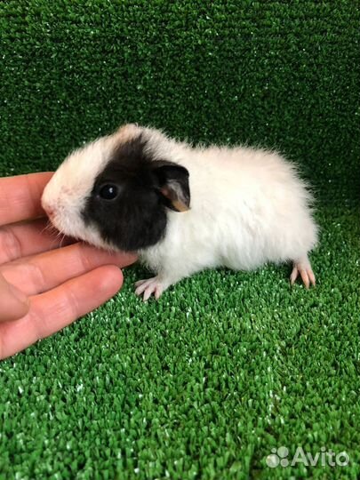 Морские свинки. Малыши. Мальчики. 1-2 мес