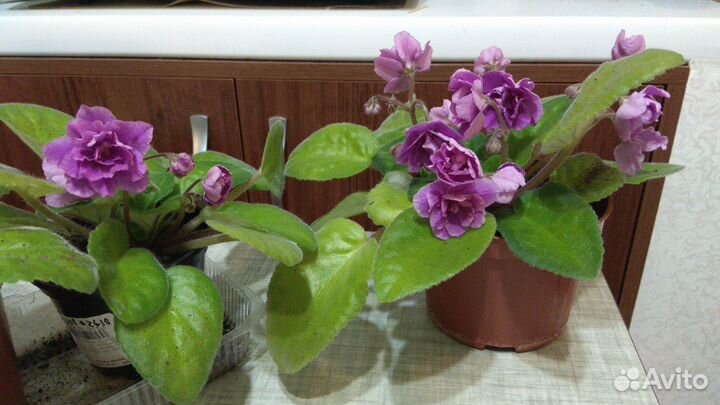 Цветы: гиппеаструм, фиалки, герань, декабрист ит.д