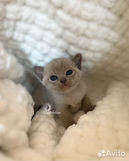 Бурманский котёнок