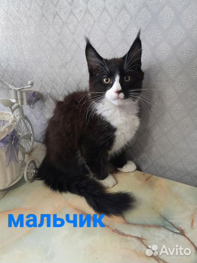 Котята мейн-кун