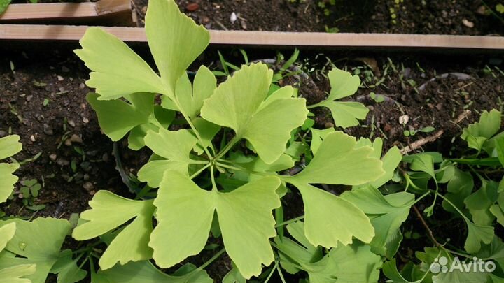 Гинкго билоба 4 саженца