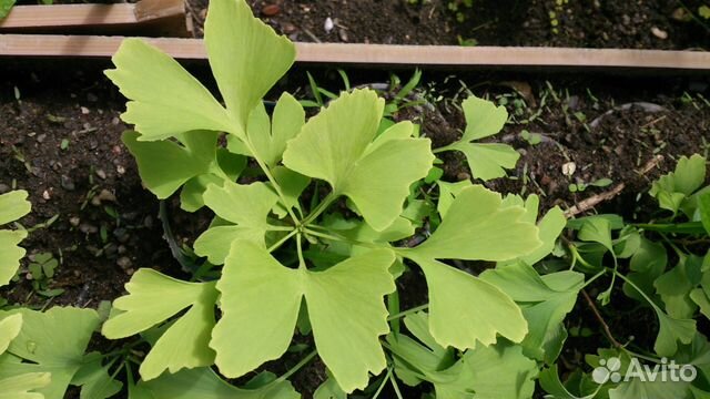 Гинкго билоба 4 саженца