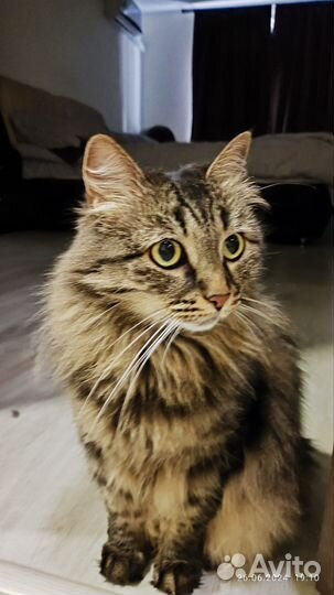 Зооняня,котоняня, ситтер, передержка, уход