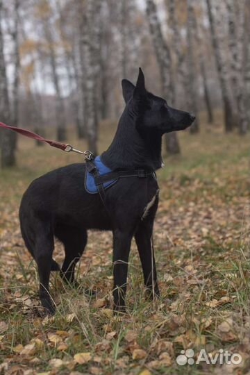 Собачка Долли замерзает в приюте