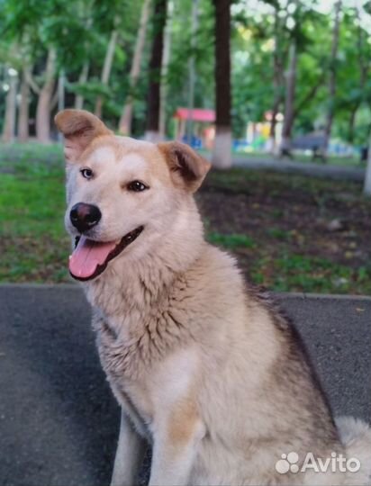 Молодая красивая собака ищет дом