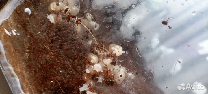 Улитки ахатины маленькие