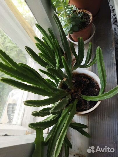 Дипладения,каланхое, алое, кактусы, Хоя,каллабелая