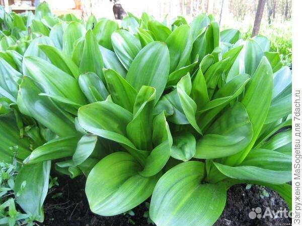 Безвременник, луковицы. Цветы. Садовые Растения