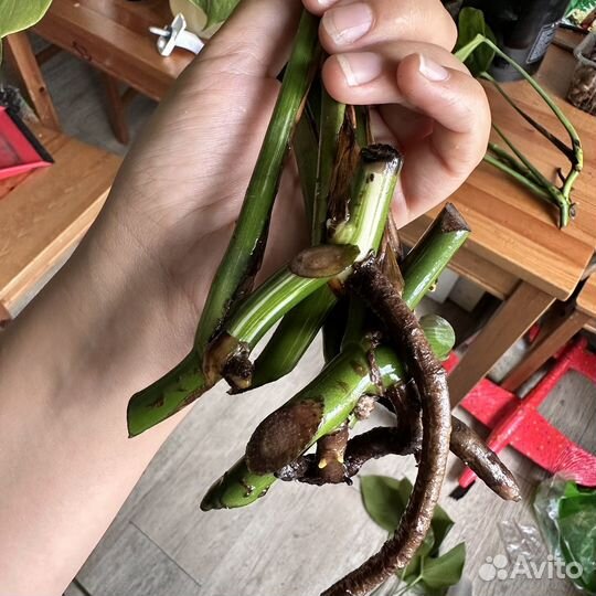 Монстера альба