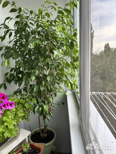 Фикус бенджамина