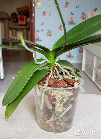 Орхидея фалинопсис Хатуюки