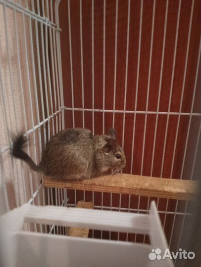 Белки Дегу(Чилийские белки)