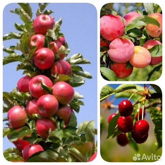 Плодовые декоративные деревья