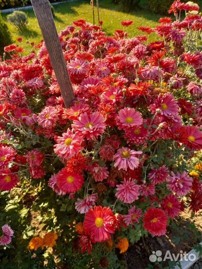 Многолетние садовые цветы