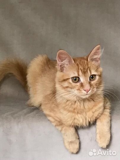 Рыжий котенок девочка