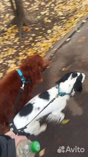 Выгул собак