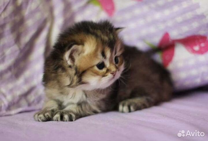 Страйт и фолд золотая шиншилла