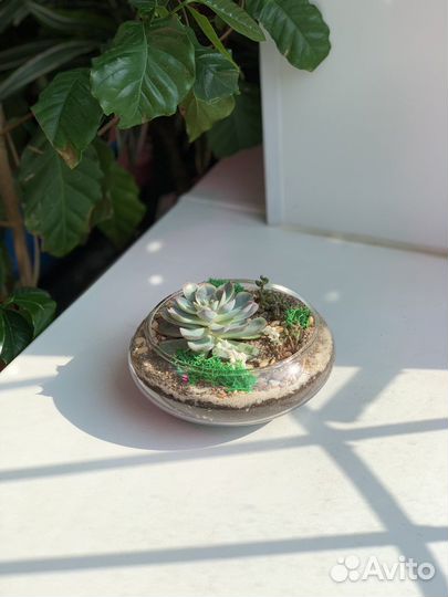 Флорариум с суккулкнтами