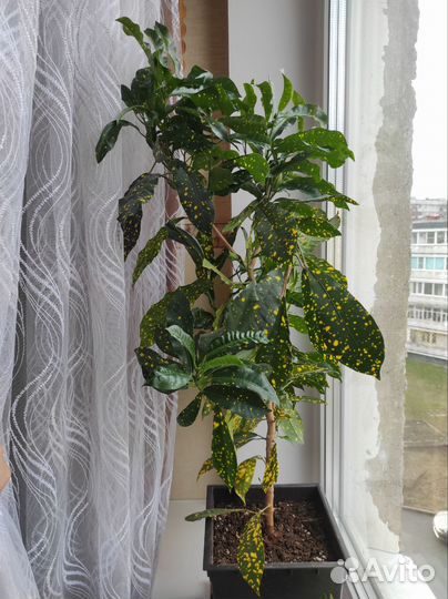 Кротон голд сан