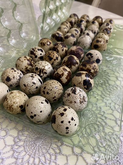 Перепелки несушки