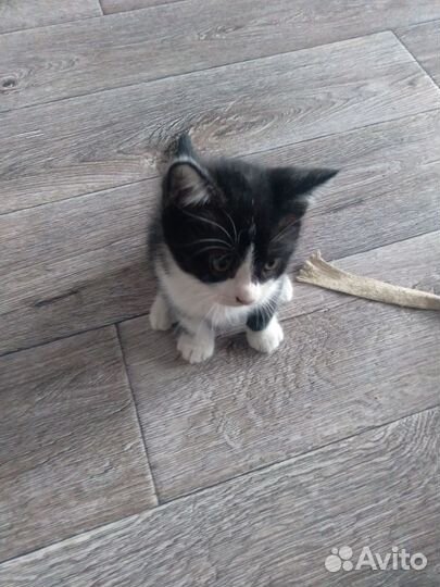 Коты в дар бесплатно