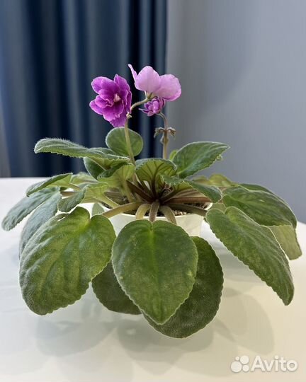 Фиалка цветущая в горшке