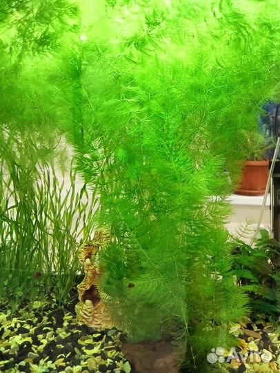 Растения для аквариума, креветки, теодоксусы