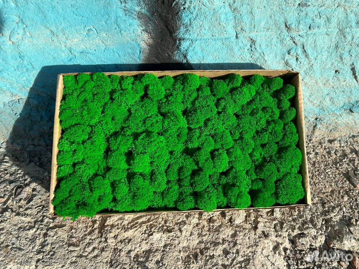 Стабилизированный мох