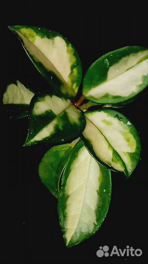 Хойи. Укорененые и на срез