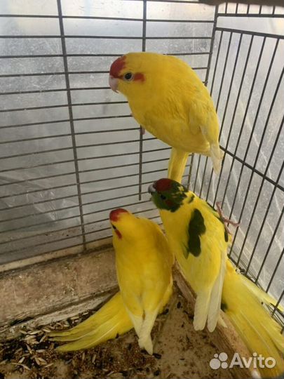 Попугай,розелла пенантовая,декоративный ёжик